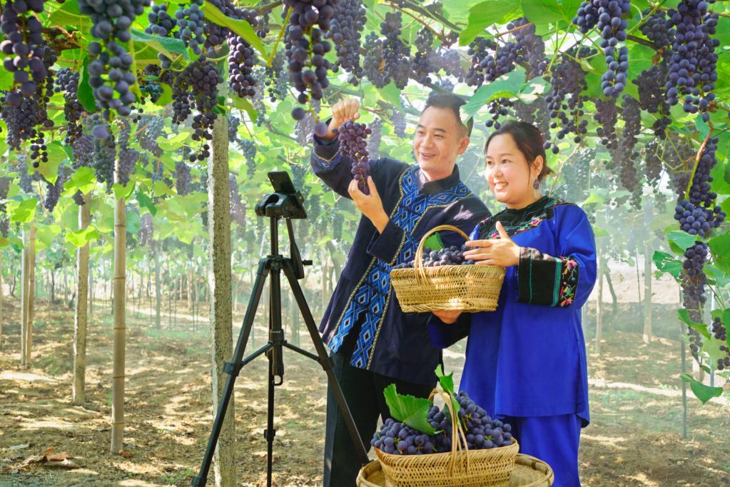 Two grape growers show their product over the internet