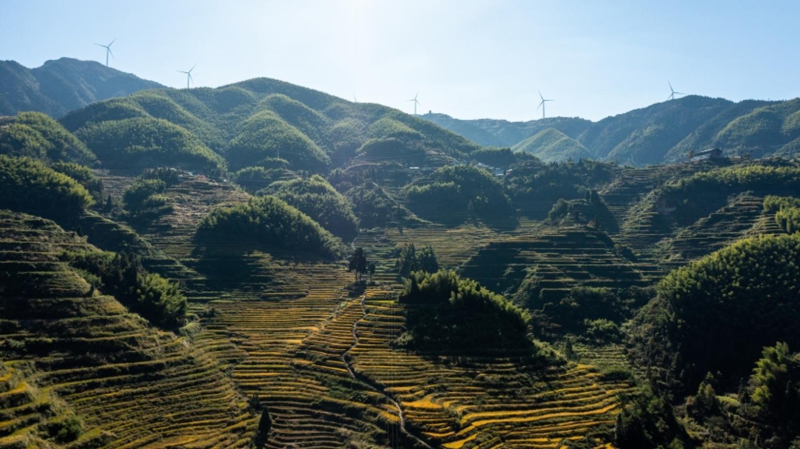 云和县通过恢复水稻梯田，使当地社区恢复活力并扭转了人口减少的趋势。