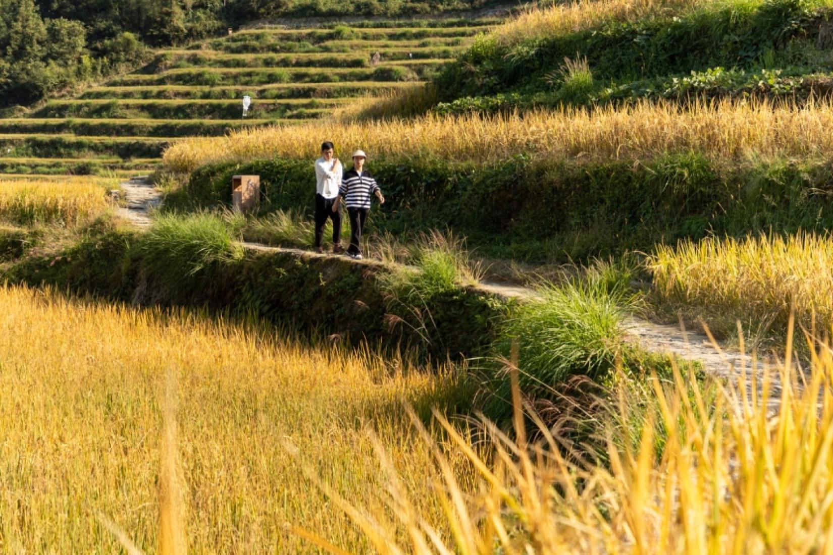 中国云和县的农民已经回归到传统耕作方式，包括在稻田中繁殖食用害虫的鱼类，他们说这一转变提高了水稻产量。
