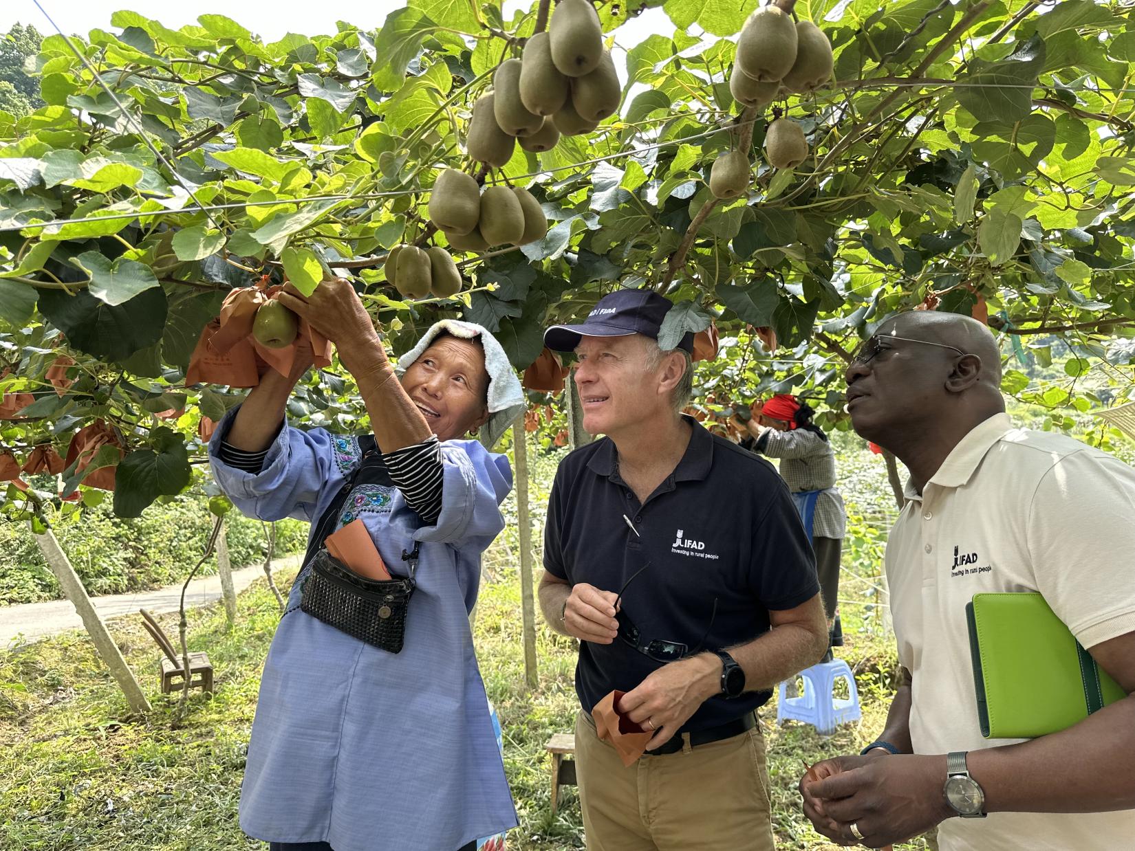 One of the kiwi-planting farmers (left) showing kiwis to IFAD’s Associate Vice President, Donal Brown(middle) and IFAD’s representative in China, Nii Quaye-Kumah(right) in Xionglong village, Fenghuang County, Hunan province, China. 