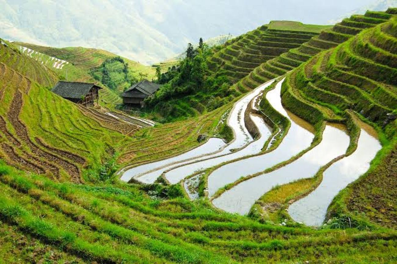 Terraced rice farms in Southern China