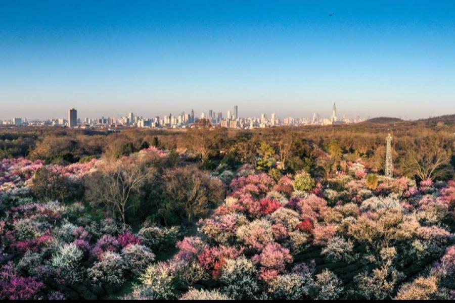 Plum blossoms are in bloom in the Meihuashan scenic area, seen against the skyline of Nanjing city in eastern China’s Jiangsu province