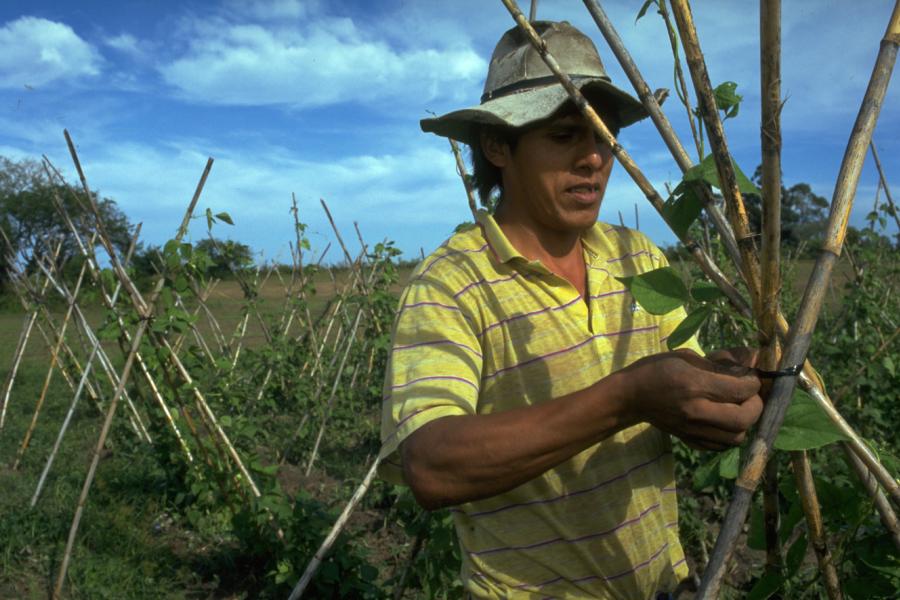 A member of the Rumbo co-operative in Empedrado, Corrientes cultivates beans with the help of credit from the project.