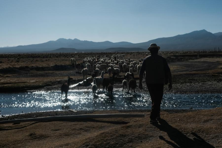 Lead photo of press release, with a farmer leading llamas over a river