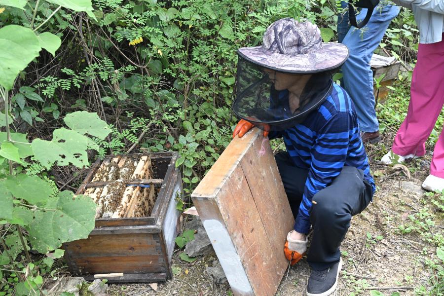 Beehives on Huaqing’s farm in Guzhang County.