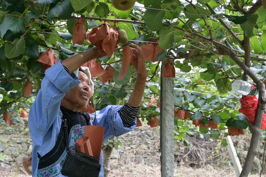 A local farmer is applying organic fertilizer in a kiwi farm supported by IFAD in Fenghuang County, central China's Hunan Province, July 9, 2024.