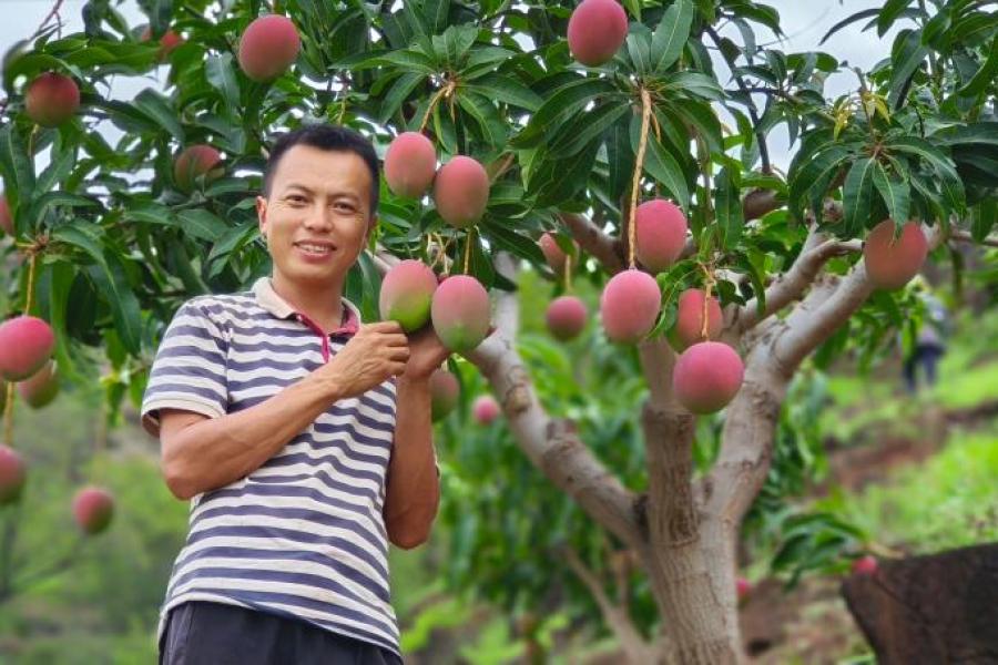 Xie in his community’s mango orchard in Huaping, China, which he was determined to connect to the valley below. 