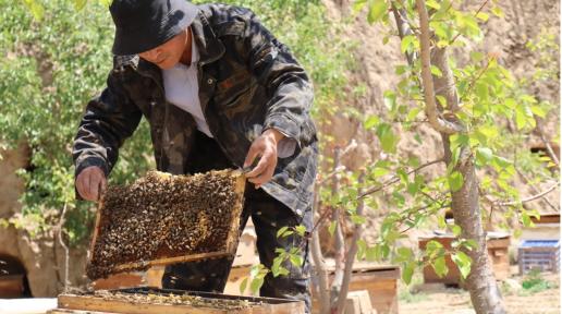 A beekeeper working on a farm